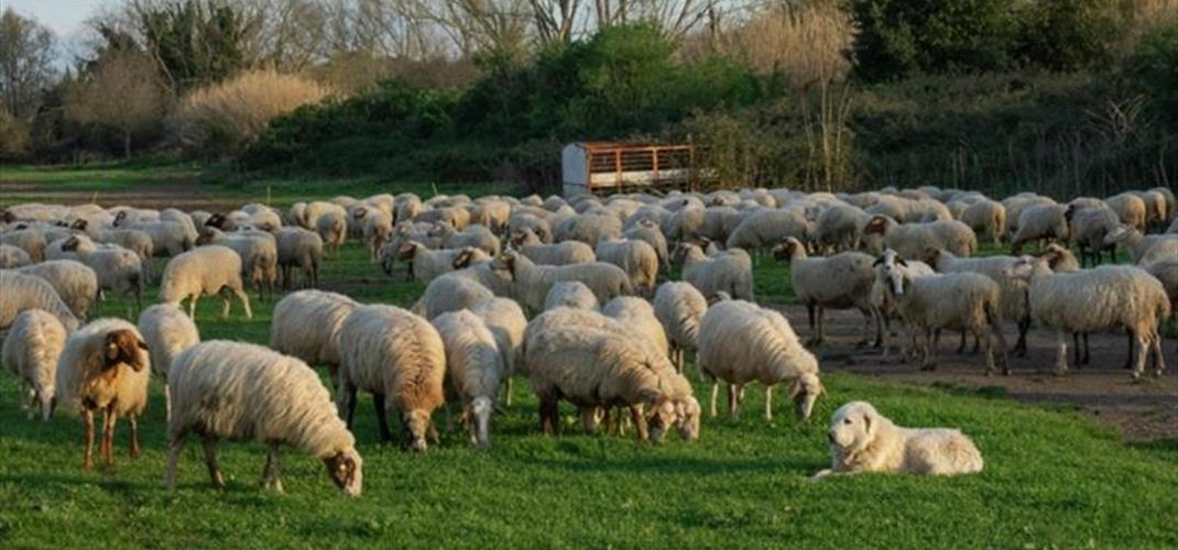 KIRSALDA BEREKET,  KÜÇÜKBAŞ HAYVANCILIĞA DESTEK