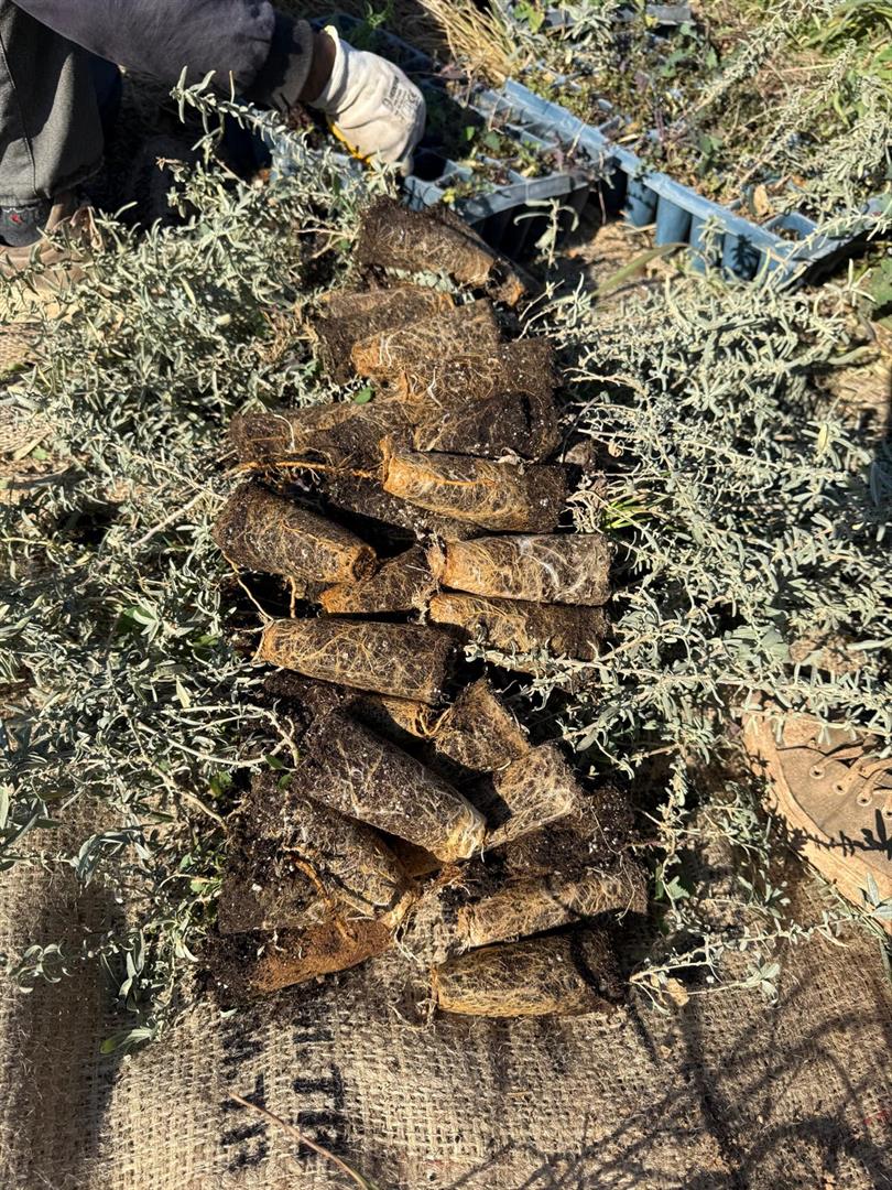 MARDİN’İN TUZ ÇALISI DEPREMDE ZARAR GÖREN İLLERİMİZİN MERALARINI CANLANDIRIYOR