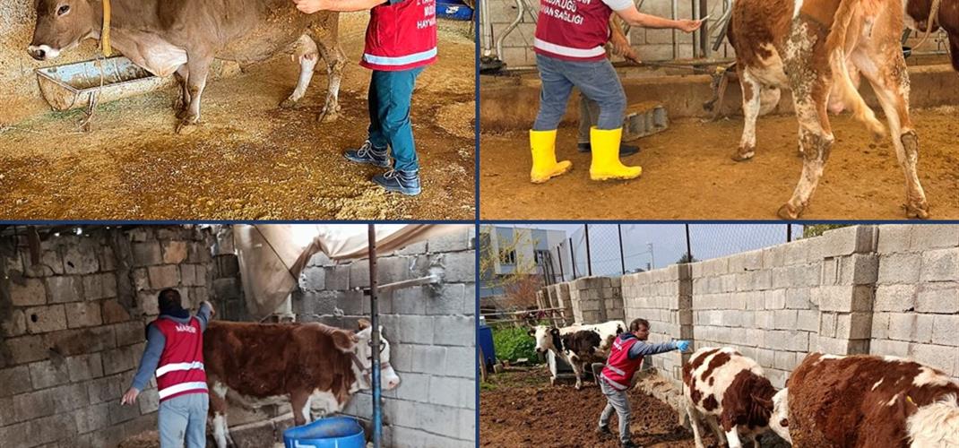 Mardin’de İlkbahar Şap Aşılama Kampanyası Devam Ediyor